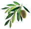 Foglie di olivo